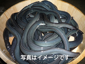 三重県産 鰻写真